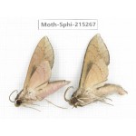 Sphingidae sp. China, Guizhou, Qiandongnan, Rongjiang county.2Pcs. Moth-Sphi-215267.