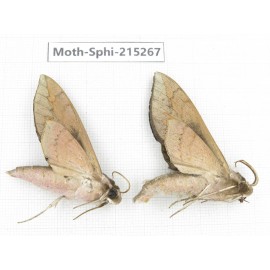 Sphingidae sp. China, Guizhou, Qiandongnan, Rongjiang county.2Pcs. Moth-Sphi-215267.