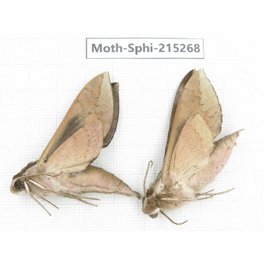 Sphingidae sp. China, Guizhou, Qiandongnan, Rongjiang county.2Pcs. Moth-Sphi-215268.