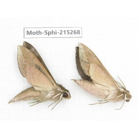 Sphingidae sp. China, Guizhou, Qiandongnan, Rongjiang county.2Pcs. Moth-Sphi-215268.