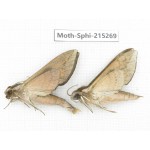 Sphingidae sp. China, Guizhou, Qiandongnan, Rongjiang county.2Pcs. Moth-Sphi-215269.
