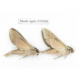 Sphingidae sp. China, Guizhou, Qiandongnan, Rongjiang county.2Pcs. Moth-Sphi-215269.