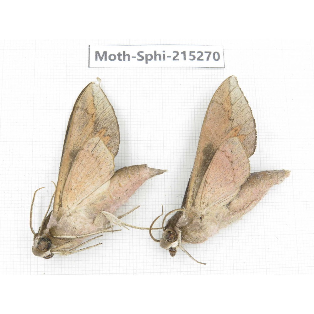 Sphingidae sp. China, Guizhou, Qiandongnan, Rongjiang county.2Pcs. Moth-Sphi-215270.