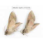 Sphingidae sp. China, Guizhou, Qiandongnan, Rongjiang county.2Pcs. Moth-Sphi-215270.