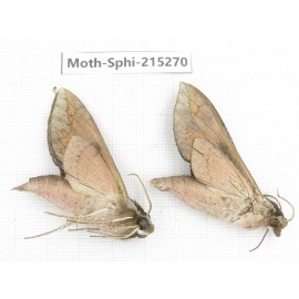 Sphingidae sp. China, Guizhou, Qiandongnan, Rongjiang county.2Pcs. Moth-Sphi-215270.