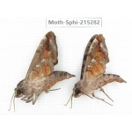 Sphingidae sp. China, Guizhou, Qiandongnan, Rongjiang county.2Pcs. Moth-Sphi-215282.