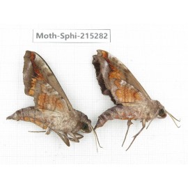 Sphingidae sp. China, Guizhou, Qiandongnan, Rongjiang county.2Pcs. Moth-Sphi-215282.