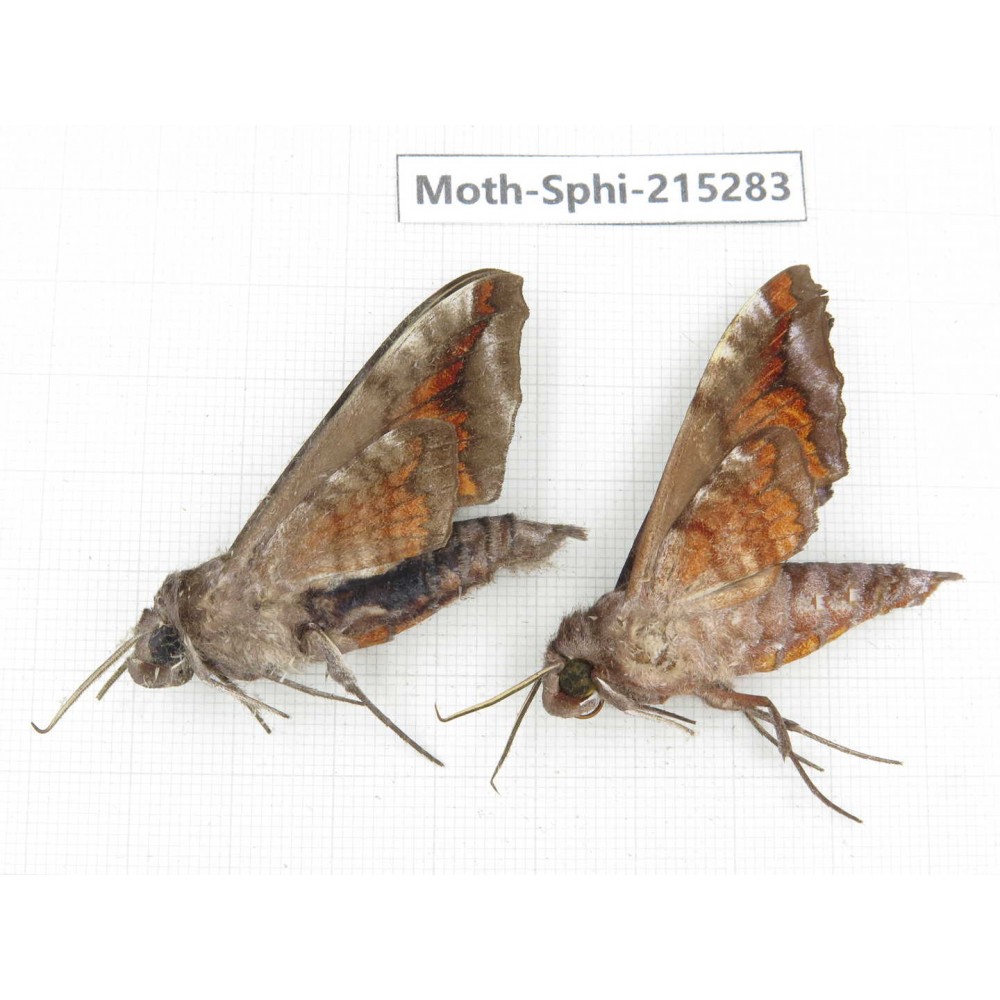 Sphingidae sp. China, Guizhou, Qiandongnan, Rongjiang county.2Pcs. Moth-Sphi-215283.