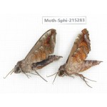 Sphingidae sp. China, Guizhou, Qiandongnan, Rongjiang county.2Pcs. Moth-Sphi-215283.