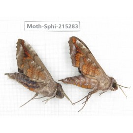 Sphingidae sp. China, Guizhou, Qiandongnan, Rongjiang county.2Pcs. Moth-Sphi-215283.