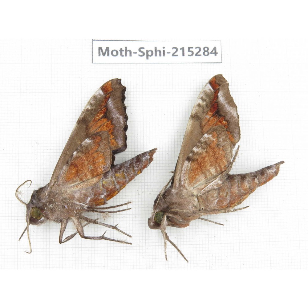 Sphingidae sp. China, Guizhou, Qiandongnan, Rongjiang county.2Pcs. Moth-Sphi-215284.