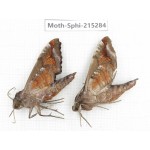 Sphingidae sp. China, Guizhou, Qiandongnan, Rongjiang county.2Pcs. Moth-Sphi-215284.