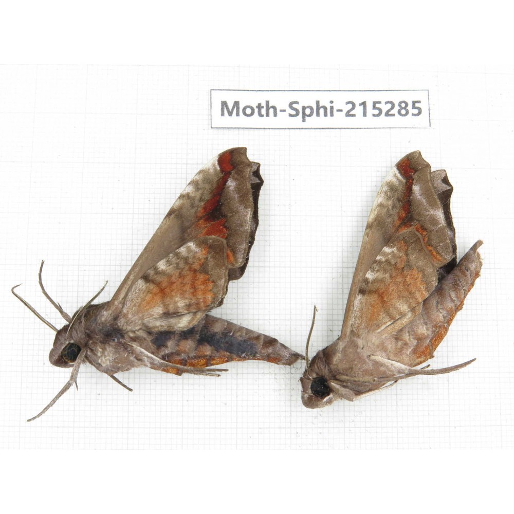 Sphingidae sp. China, Guizhou, Qiandongnan, Rongjiang county.2Pcs. Moth-Sphi-215285.