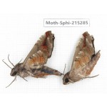 Sphingidae sp. China, Guizhou, Qiandongnan, Rongjiang county.2Pcs. Moth-Sphi-215285.
