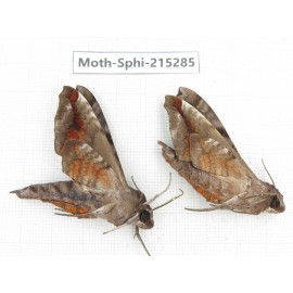 Sphingidae sp. China, Guizhou, Qiandongnan, Rongjiang county.2Pcs. Moth-Sphi-215285.
