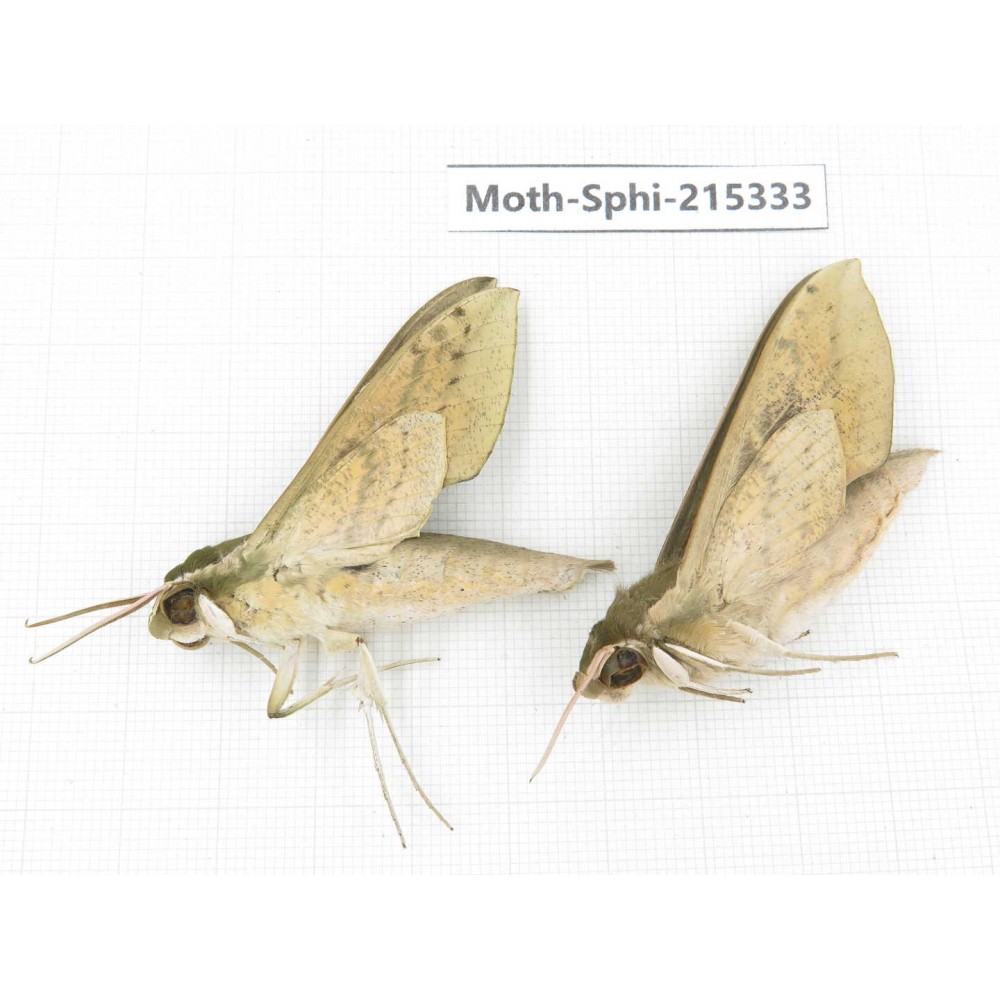 Sphingidae sp. China, Guizhou, Qiandongnan, Rongjiang county.2Pcs. Moth-Sphi-215333.