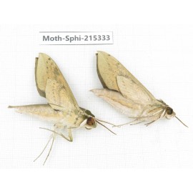 Sphingidae sp. China, Guizhou, Qiandongnan, Rongjiang county.2Pcs. Moth-Sphi-215333.