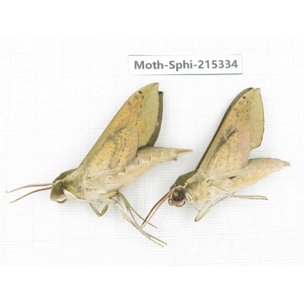 Sphingidae sp. China, Guizhou, Qiandongnan, Rongjiang county.2Pcs. Moth-Sphi-215334.