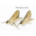 Sphingidae sp. China, Guizhou, Qiandongnan, Rongjiang county.2Pcs. Moth-Sphi-215334.
