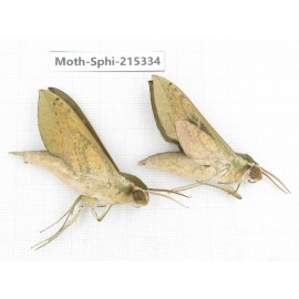 Sphingidae sp. China, Guizhou, Qiandongnan, Rongjiang county.2Pcs. Moth-Sphi-215334.
