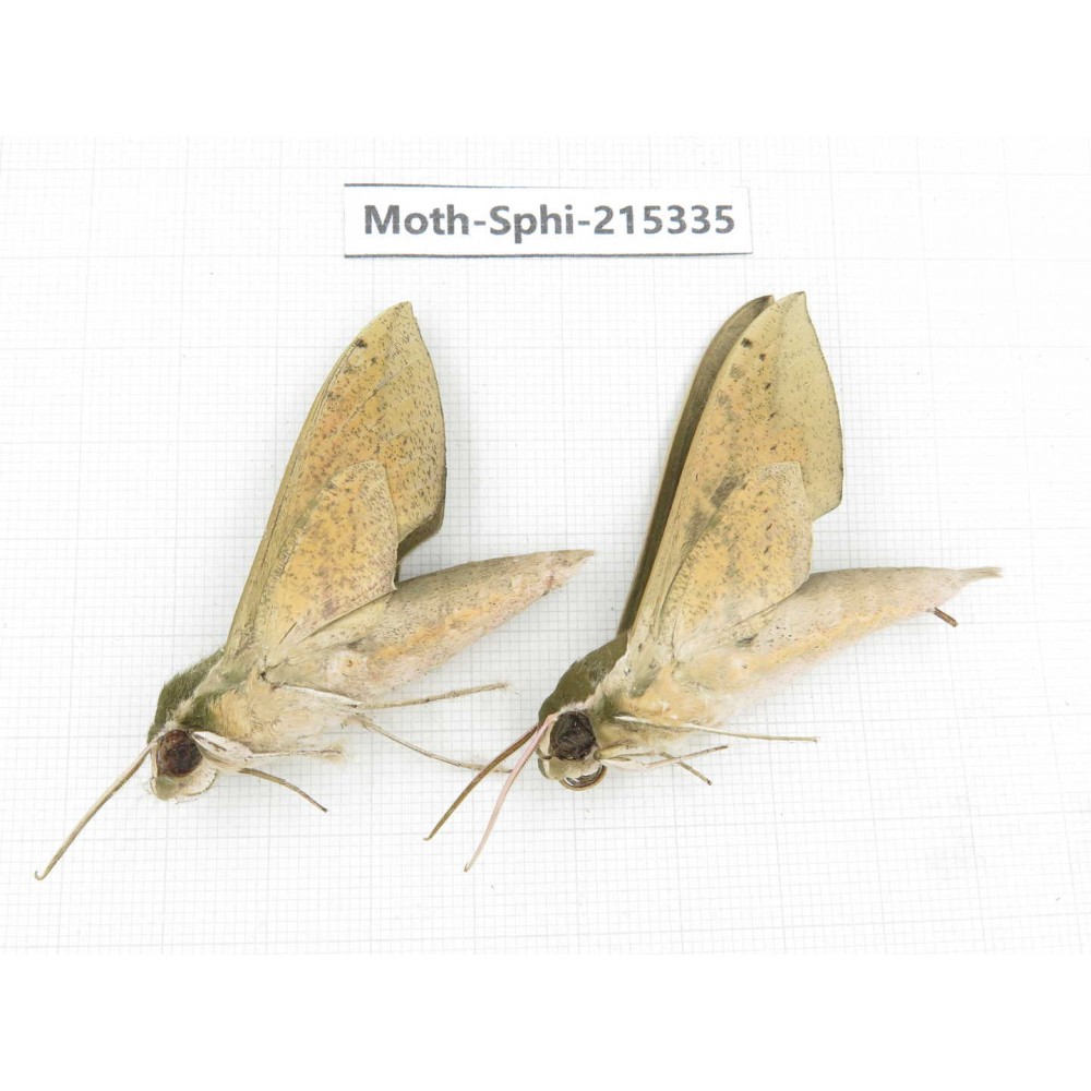 Sphingidae sp. China, Guizhou, Qiandongnan, Rongjiang county.2Pcs. Moth-Sphi-215335.
