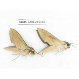 Sphingidae sp. China, Guizhou, Qiandongnan, Rongjiang county.2Pcs. Moth-Sphi-215335.