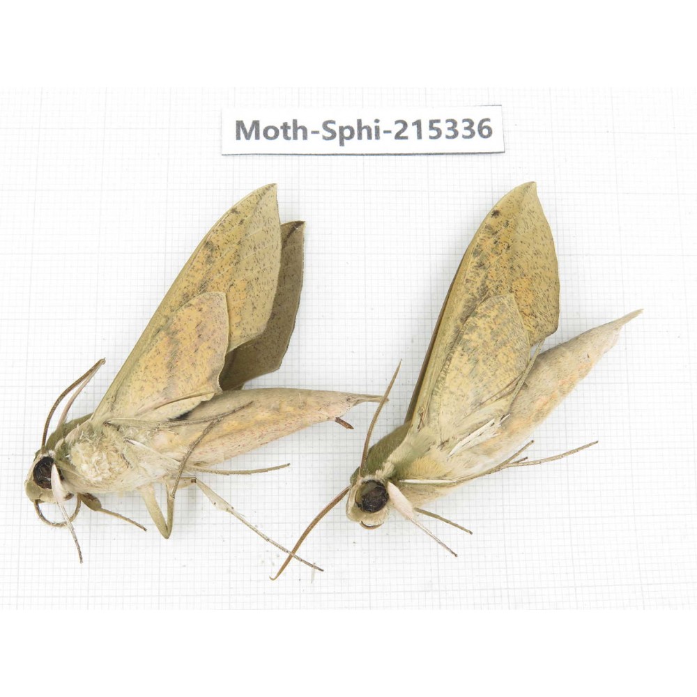 Sphingidae sp. China, Guizhou, Qiandongnan, Rongjiang county.2Pcs. Moth-Sphi-215336.