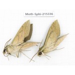 Sphingidae sp. China, Guizhou, Qiandongnan, Rongjiang county.2Pcs. Moth-Sphi-215336.