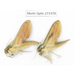 Sphingidae sp. China, Guizhou, Qiandongnan, Rongjiang county.2Pcs. Moth-Sphi-215378.