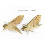Sphingidae sp. China, Guizhou, Qiandongnan, Rongjiang county.2Pcs. Moth-Sphi-215379.