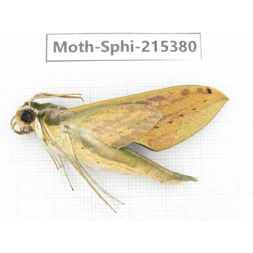 Sphingidae sp. China, Guizhou, Qiandongnan, Rongjiang county.1Pcs. Moth-Sphi-215380.