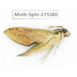 Sphingidae sp. China, Guizhou, Qiandongnan, Rongjiang county.1Pcs. Moth-Sphi-215380.