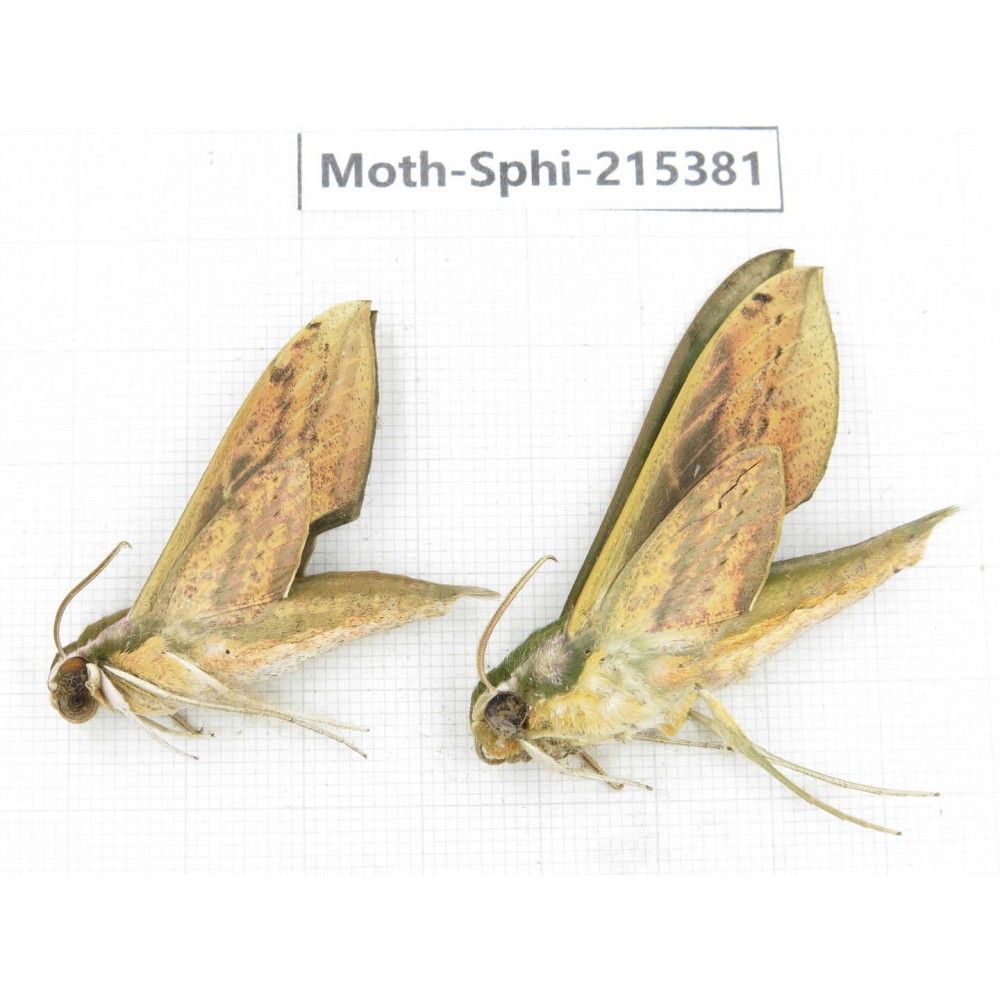 Sphingidae sp. China, Guizhou, Qiandongnan, Rongjiang county.2Pcs. Moth-Sphi-215381.