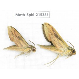 Sphingidae sp. China, Guizhou, Qiandongnan, Rongjiang county.2Pcs. Moth-Sphi-215381.