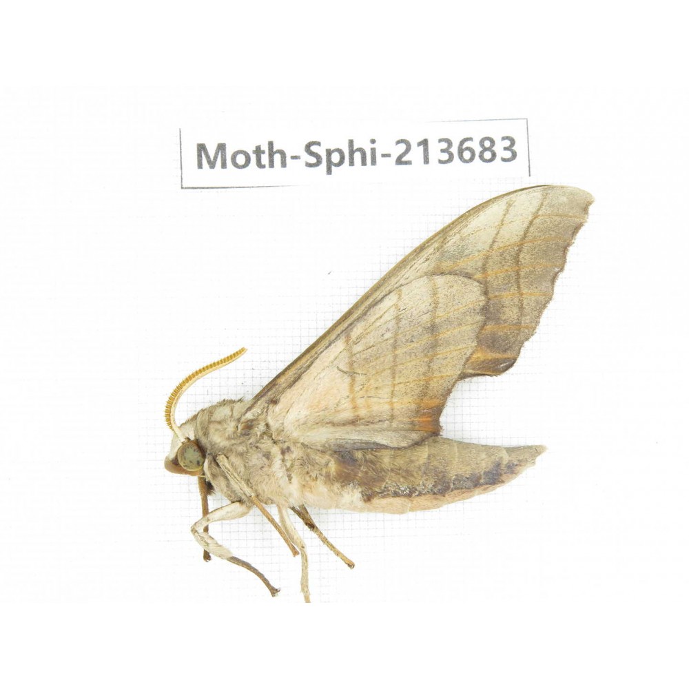 Sphingidae sp. China, Guizhou, Tongren, Mt.Fanjingshan. 1Pcs. Moth-Sphi-213683.