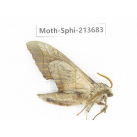 Sphingidae sp. China, Guizhou, Tongren, Mt.Fanjingshan. 1Pcs. Moth-Sphi-213683.