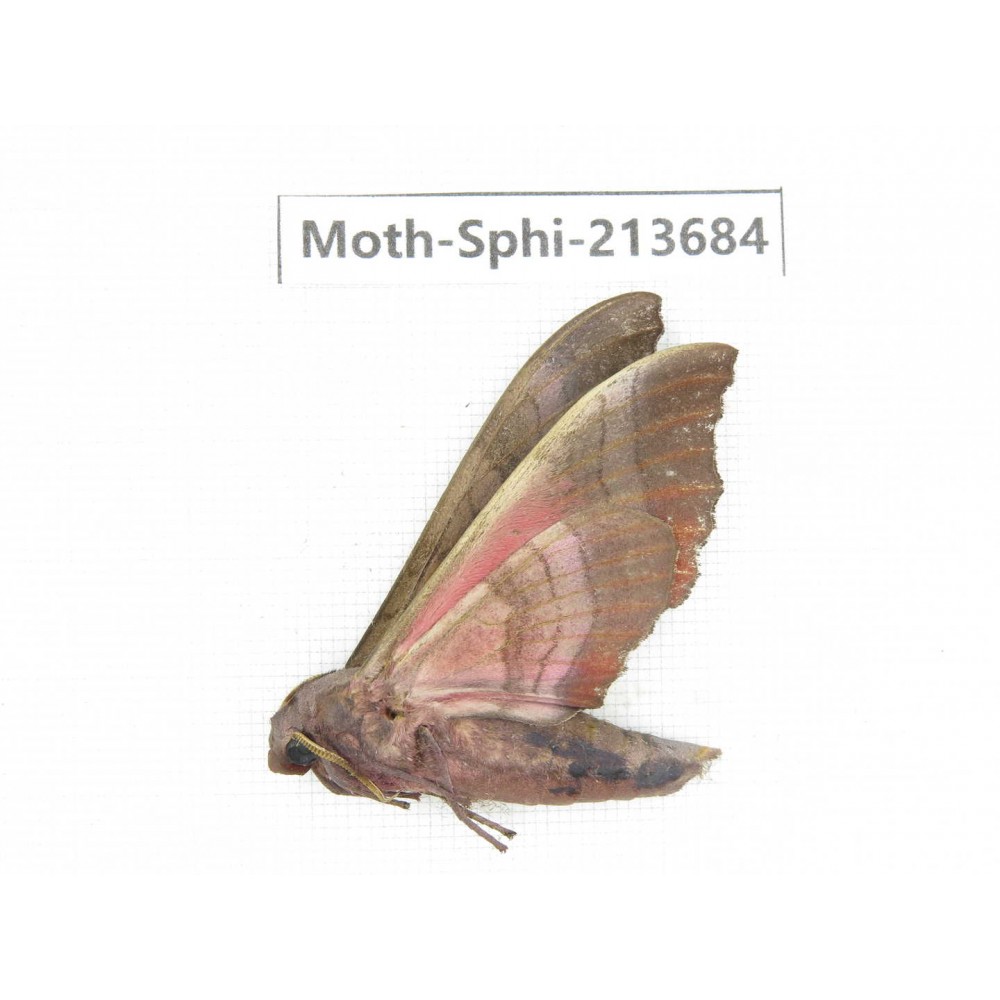 Sphingidae sp. China, Guizhou, Tongren, Mt.Fanjingshan. 1Pcs. Moth-Sphi-213684.
