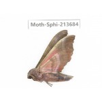 Sphingidae sp. China, Guizhou, Tongren, Mt.Fanjingshan. 1Pcs. Moth-Sphi-213684.