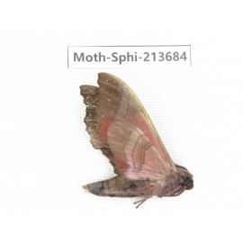 Sphingidae sp. China, Guizhou, Tongren, Mt.Fanjingshan. 1Pcs. Moth-Sphi-213684.
