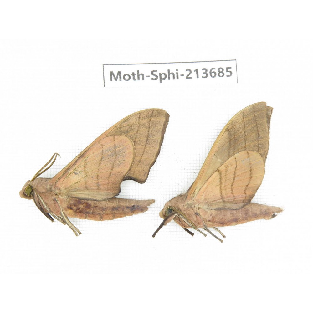 Sphingidae sp. China, Guizhou, Tongren, Mt.Fanjingshan. 2Pcs. Moth-Sphi-213685.