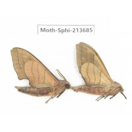 Sphingidae sp. China, Guizhou, Tongren, Mt.Fanjingshan. 2Pcs. Moth-Sphi-213685.