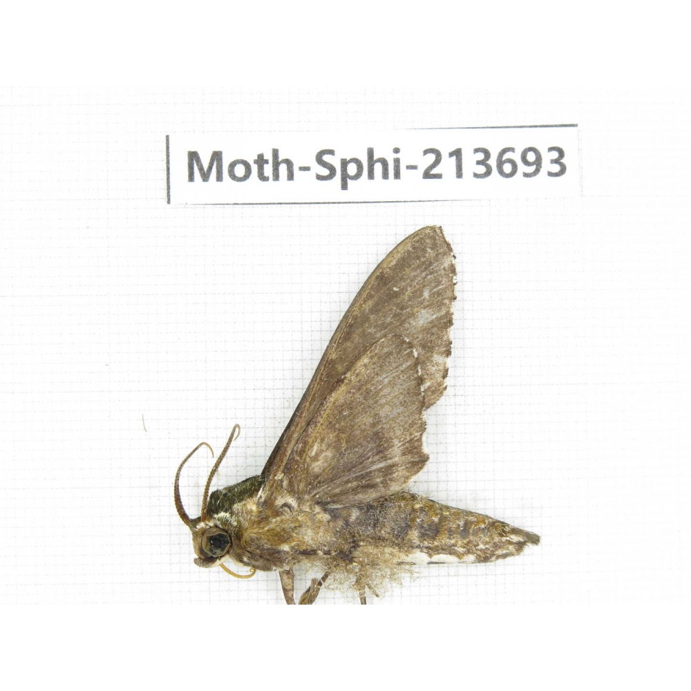 Sphingidae sp. China, Guizhou, Tongren, Mt.Fanjingshan. 1Pcs. Moth-Sphi-213693.