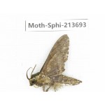 Sphingidae sp. China, Guizhou, Tongren, Mt.Fanjingshan. 1Pcs. Moth-Sphi-213693.