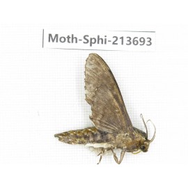 Sphingidae sp. China, Guizhou, Tongren, Mt.Fanjingshan. 1Pcs. Moth-Sphi-213693.