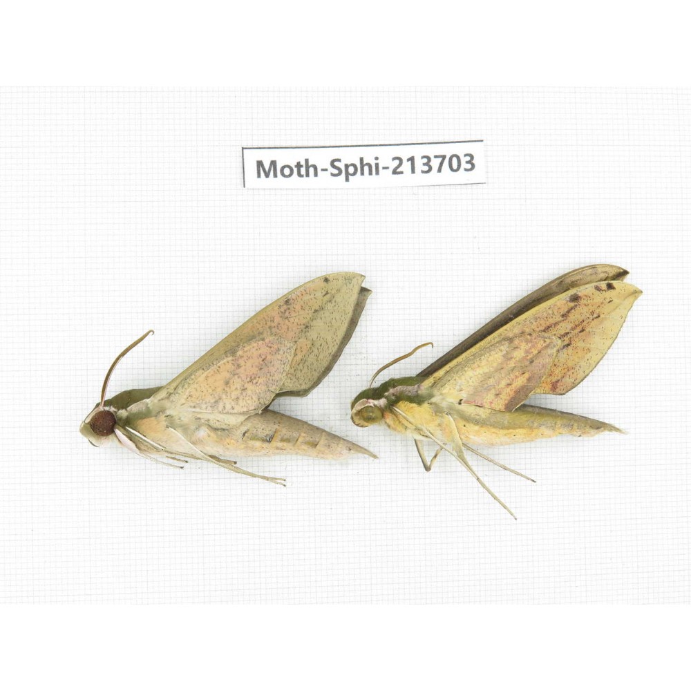 Sphingidae sp. China, Guizhou, Tongren, Mt.Fanjingshan. 2Pcs. Moth-Sphi-213703.
