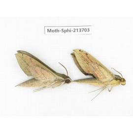 Sphingidae sp. China, Guizhou, Tongren, Mt.Fanjingshan. 2Pcs. Moth-Sphi-213703.