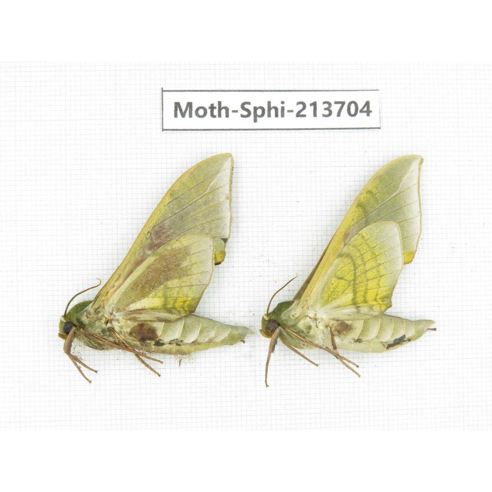 Sphingidae sp. China, Guizhou, Tongren, Mt.Fanjingshan. 2Pcs. Moth-Sphi-213704.