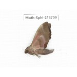 Sphingidae sp. China, Guizhou, Tongren, Mt.Fanjingshan. 1Pcs. Moth-Sphi-213709.