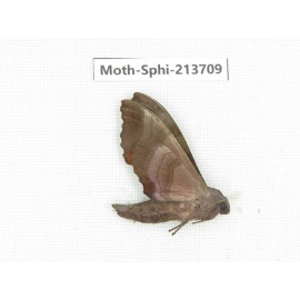 Sphingidae sp. China, Guizhou, Tongren, Mt.Fanjingshan. 1Pcs. Moth-Sphi-213709.