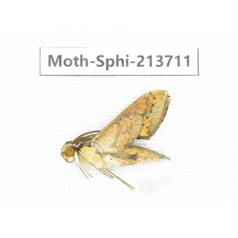 Sphingidae sp. China, Guizhou, Tongren, Mt.Fanjingshan. 1Pcs. Moth-Sphi-213711.